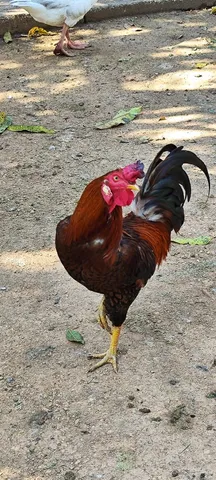 Galo caipira