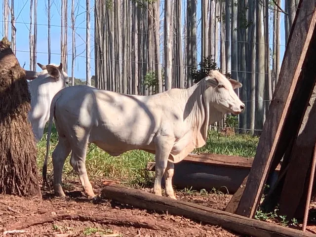 Vendo mini vacas nelore