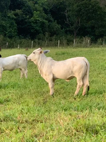 Mini vacas nelore e mini touros