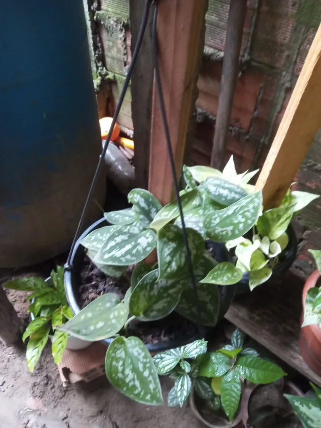 Plantas