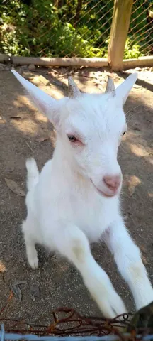 Cabrito saanen puro