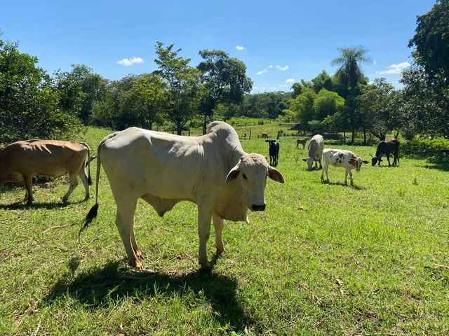 Gado bezerro vaca garrote nelore