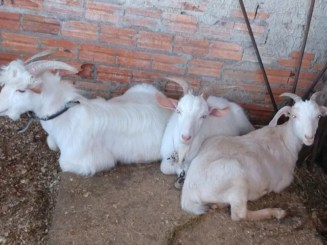 Cabritos e carneiro 