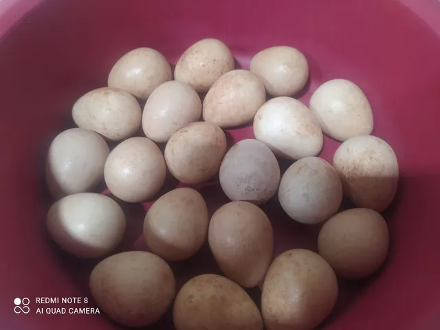 VENDO!! OVOS. CAIPIRA NOVINHO E FRUTA DA PITAIA
