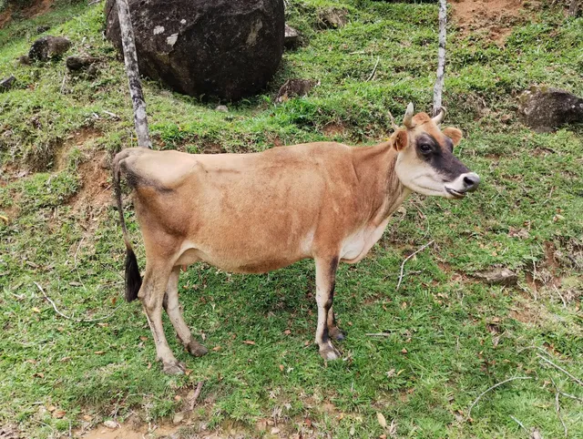 Vaca Jersey 