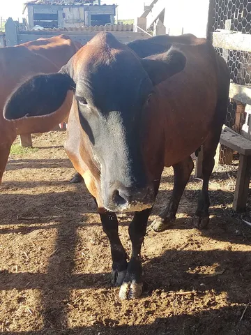 Vendo Vaca 