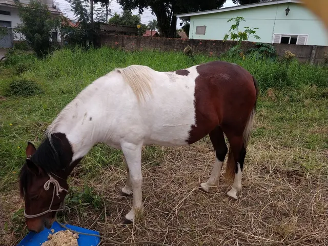 Vendo ou troco 
