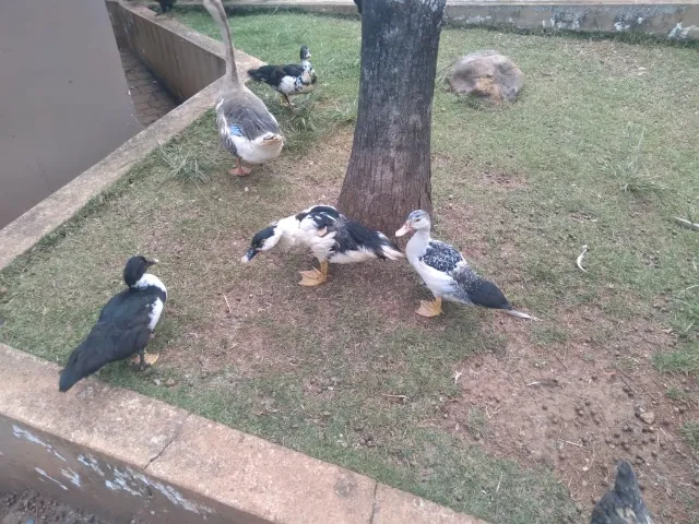Pato