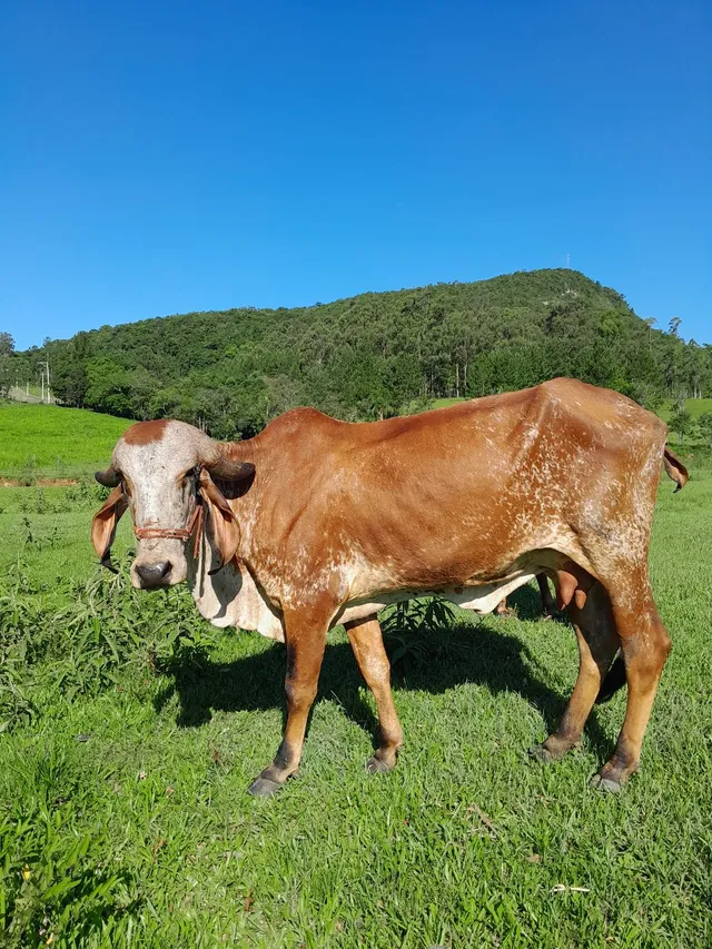Vaca 1ª cria