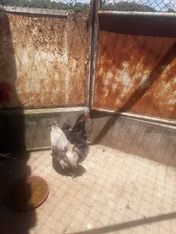 Galo Japonês