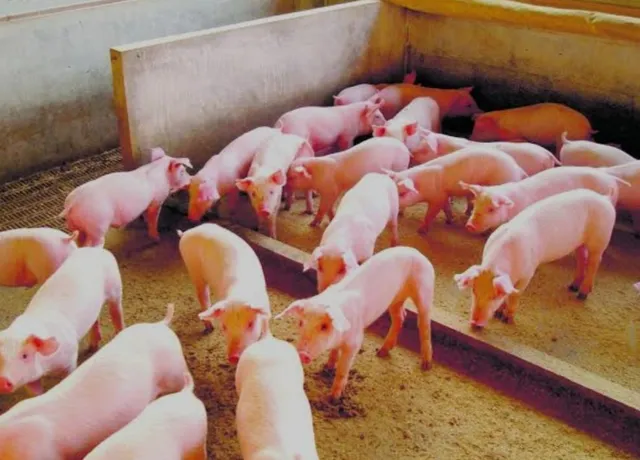 Porco novo - Leitão novo R$8/KG