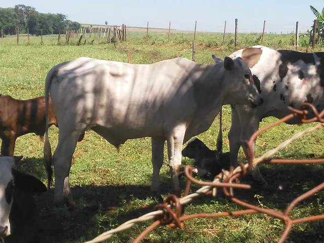 Vende-se garrote