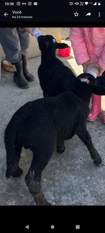 Vende-se Cordeiros!!