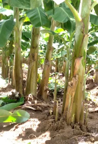 Mudas de banana!