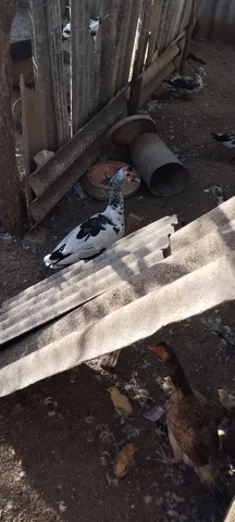Patos é patas para vender barato 