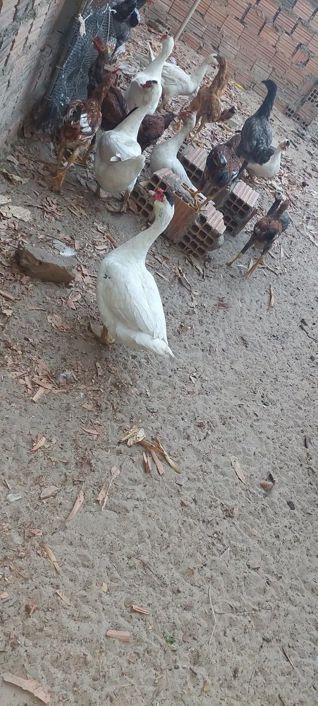 Patos Payssandu . Somente pato.Leia a descrição. 