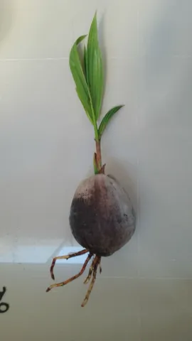 Muda de Coco Anão 