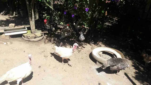 Vendo perus macho e fêmea 