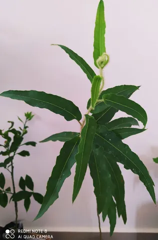 Muda de Eucalipto medicinal 