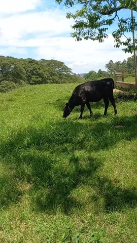 Vendo novilha