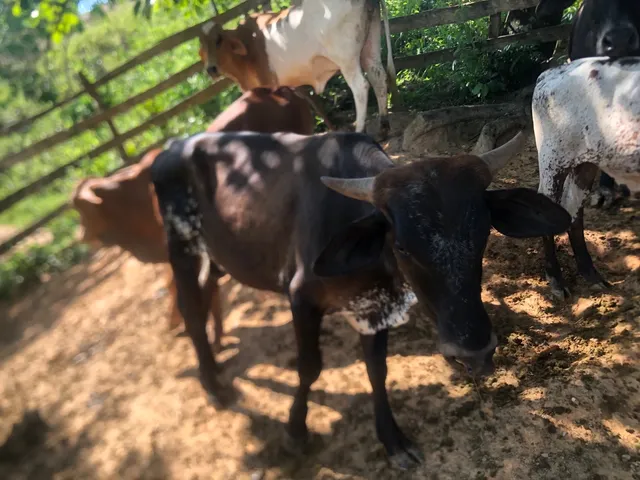 2 bezerro aceito tracar por femia 