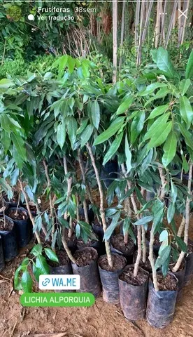 Mudas de fruta frutíferas e laranjas direto do produtor 