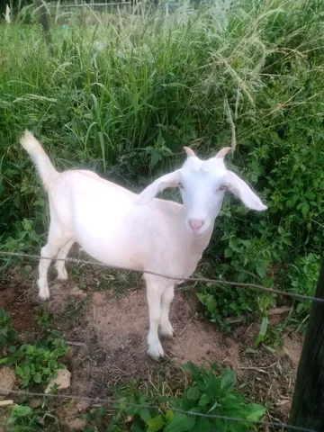 Cabrita cabra 