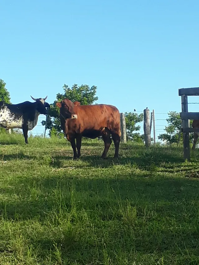 Vendo vaca