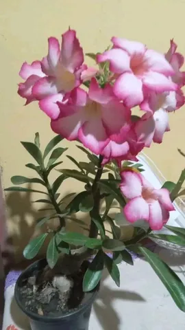 Rosa do Deserto