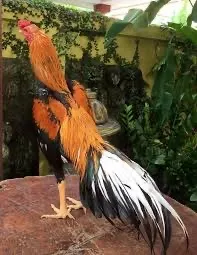 Doação de galo de raça 