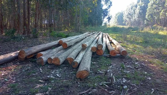 eucaliptos em pé