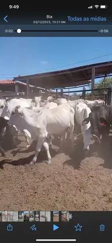 Garrotes para recria e engorda