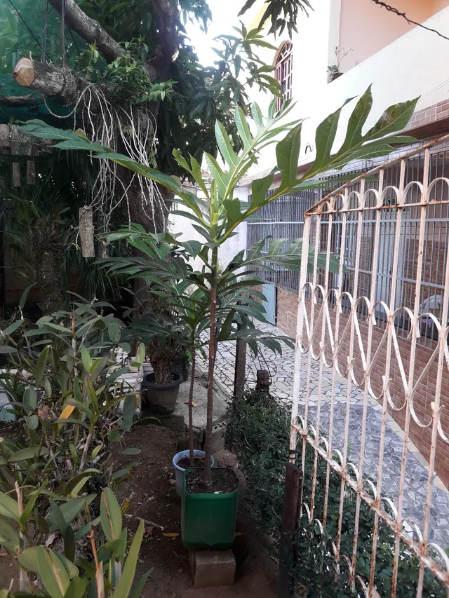 Muda de frutapão 