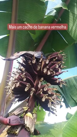 Mudas de Banana Vermelha 