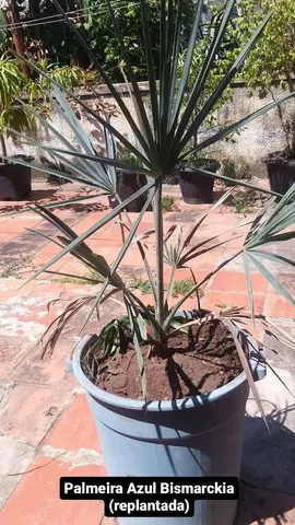 Palmeira Azul 
