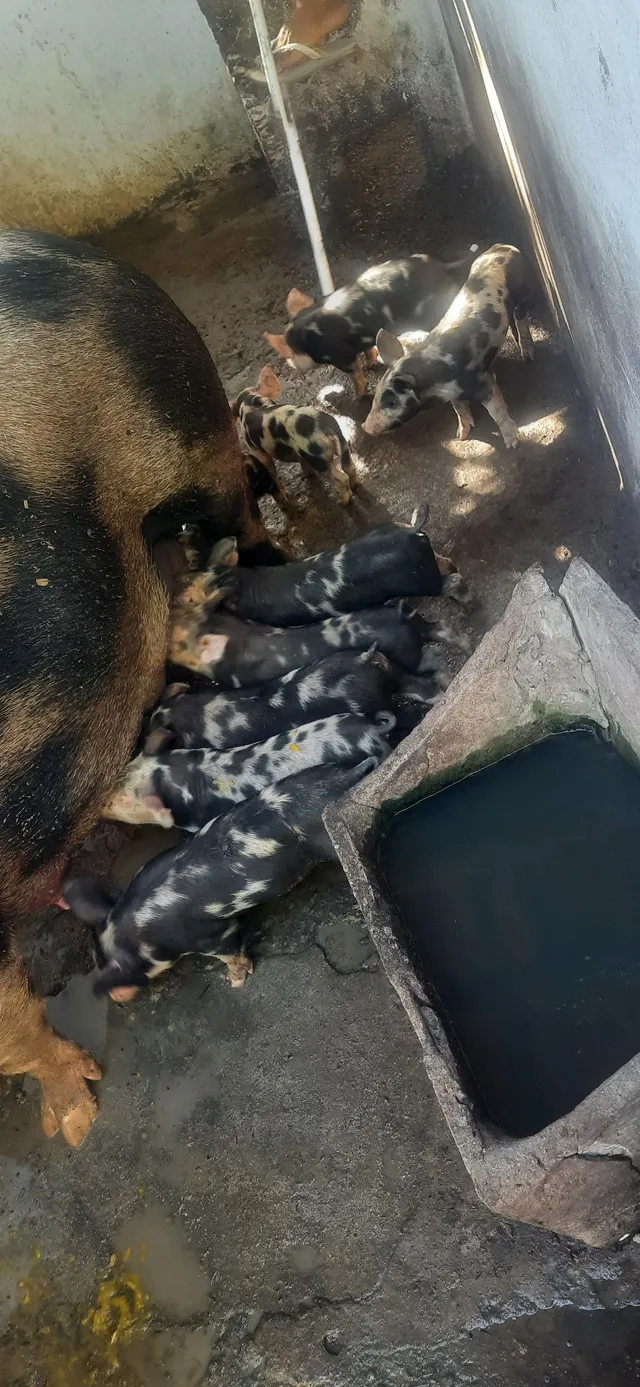 Lote com 14 filhotes suínos,( pietram com quatro coxão) 