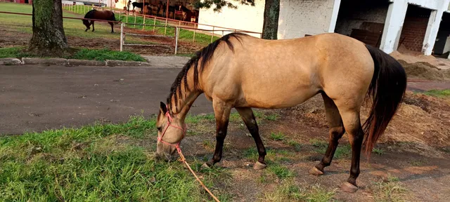Égua quarto de milha P.O