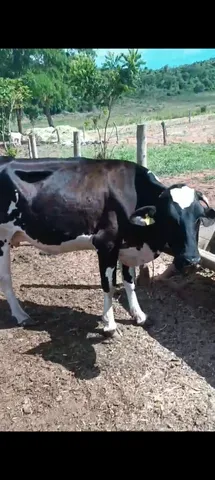 Vacas em lactação 