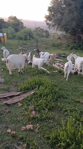 Cabritos cabras