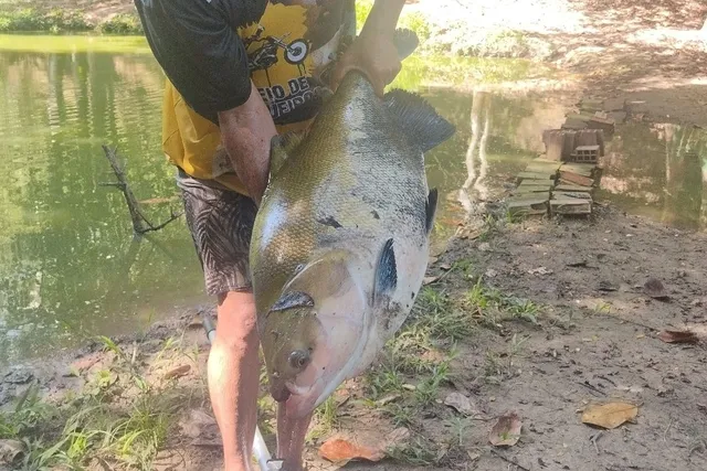 Peixe Tambaqui de 5-8Kg
