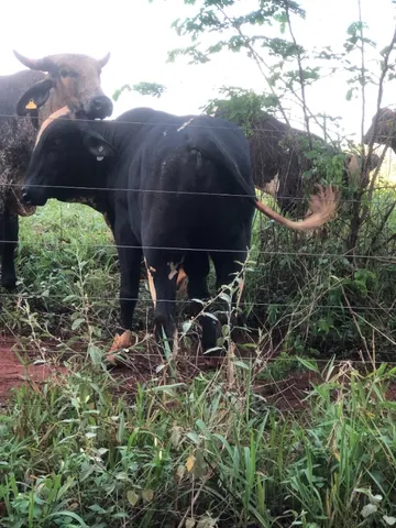 Touro Girolando Embrião FIV
