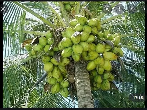 Vendo Côco Verde Barato !! Retirar no local 