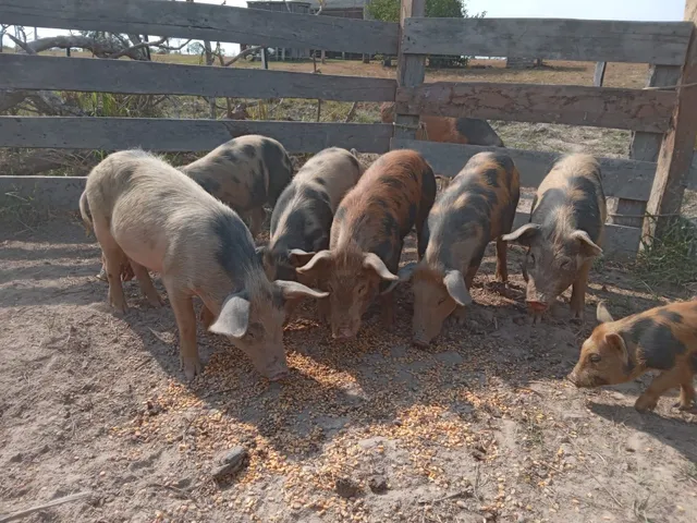 DISPONÍVEL PORCO CAIPIRA 