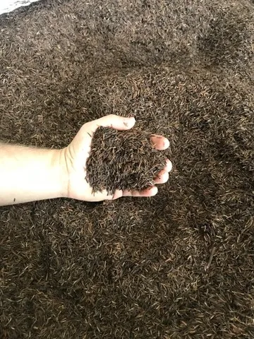 casca de arroz carbonizada 