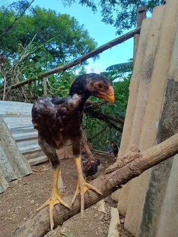 Pintinhos Índio Gigante a partir de 45 dias 