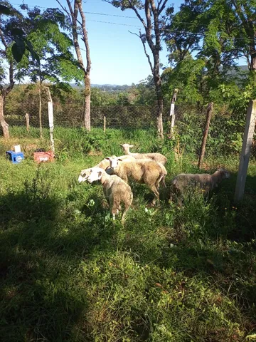 Ovelhas
