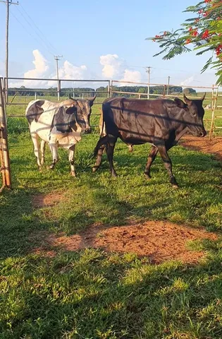 Vendo 3 garrotes 