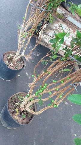 Mudas frutíferas enxertados diversas 