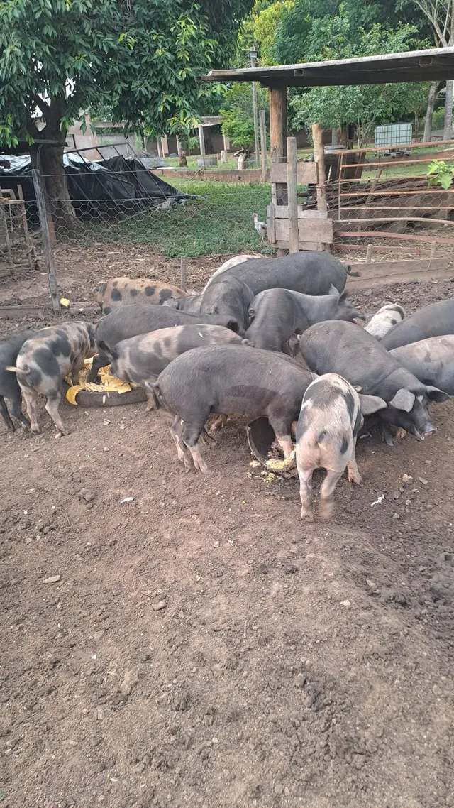 Animais porcos ?