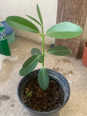 Vendo muda de Tamanu